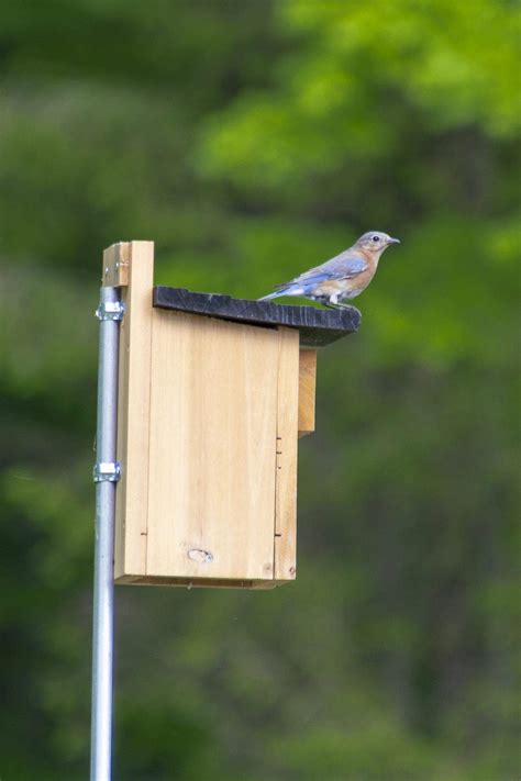 bluebird houses anchored by pole